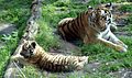 Amersfoort Zoo Siberian Tigers