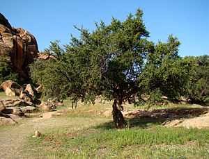 Argan Tree near Tafraoute.jpg