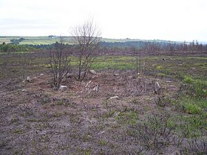 Ash Cabin Flat Stone Circle - geograph.org.uk - 1395800
