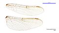 Austrocordulia territoria male wings (34215691024)