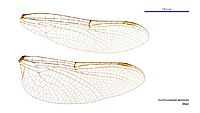 Austrocordulia territoria male wings (34215691024)