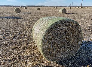 Bales from corn stems 01