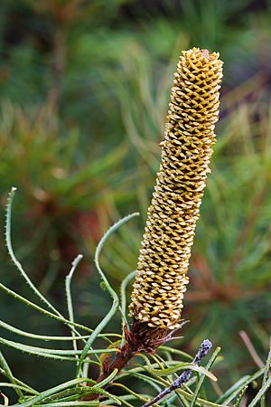Banksia spinulosa Spike Immature