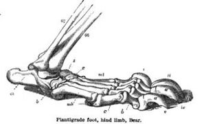 Bear foot