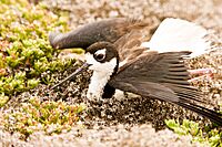 Black-necked stilt exhibiting a "broken wing" display (6796573671)
