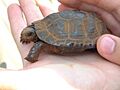 Bog Turtle 01