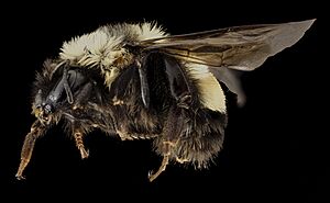 Bombus affinis, F, side, sky meadows, virginia 2014-09-22-18.05.02 ZS PMax (15169110488).jpg
