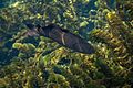 Bowfin 01