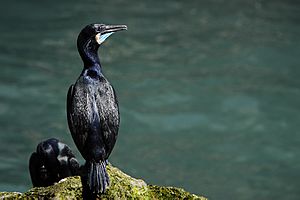 Brandt's Cormorant in breeding plumage