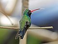 Broad-billed Hummingbird RWD2