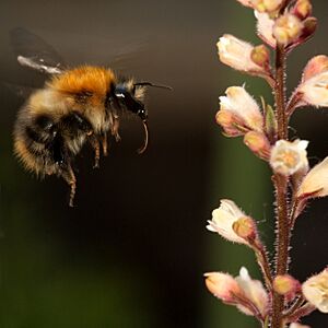 Bumblebee heuchera
