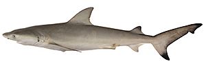 Carcharhinus cautus csiro-nfc.jpg