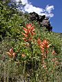 Castillejaintegra