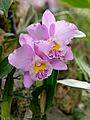 Cattleya Beaumesnil Parme 1001 Orchids