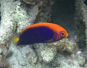 Centropyge acanthops Réunion.JPG