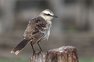 Chalk-browed Mockingbird (Mimus saturninus), Pantanal, Brazil.jpg