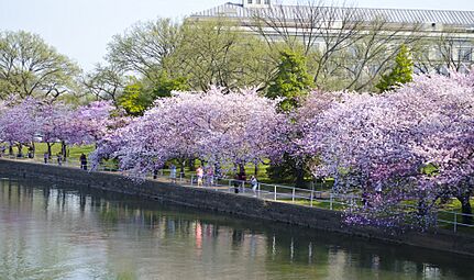 Cherry blossom tidal basin wall - 2013-04-09 (9985513955)
