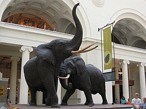 Chicago Illinois - Elephants - Field Museum