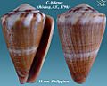 Conus biliosus 2