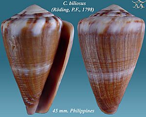 Conus biliosus 2