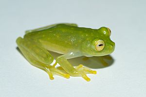 Cricket Glass Frog - Hylinobatrachium colymbiphyllum