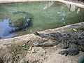 Crocodile farm in Mexico