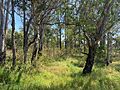 Cumberland Plains Woodlands, Prestons - 2