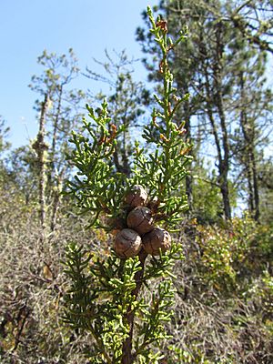 Cupressus pygmaea, at Salt Point, Mendocino, California.jpg