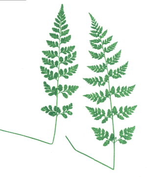 Cystopteris protrusa-fronds.png