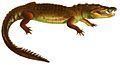 Description des reptiles nouveaux, ou, Imparfaitement connus de la collection du Muséum d'histoire naturelle et remarques sur la classification et les caractères des reptiles (1852) (Crocodylus moreletii)