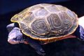 Diamondback turtle adult female