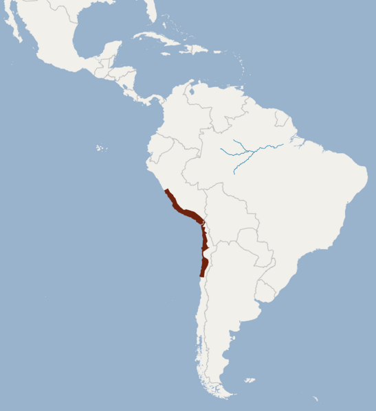 Distribution of Myotis atacamensis