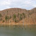 Dunkard Fork WMA - Dunkard Fork Lake-square