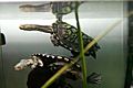 Eastern long neck tortoise - chelodina longicollis03