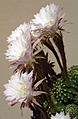 Echinopsis multiplex cropped