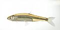 Emerald shiner 01