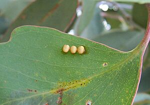 Emperor Gum Moth eggs2