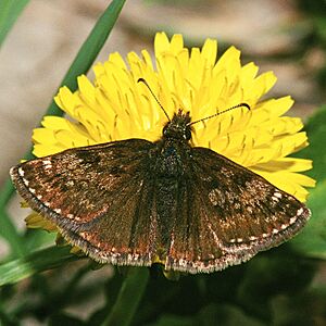 Erynnis.tages.1858