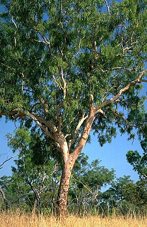 Eucalyptus bleeseri.jpg