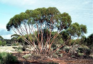 Eucalyptus cylindrocarpa.jpg