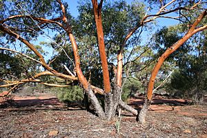 Eucalyptus loxophleba mallee roadside orig.jpg