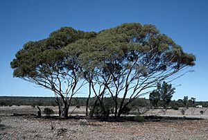 Eucalyptus lucasii.jpg