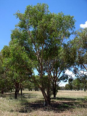 Eucalyptus parramattensis.jpg