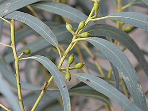 Eucalyptus wilcoxii buds (2)