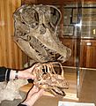Europasaurus und Giraffatitan skulls