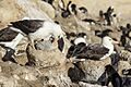 FAL-2016-New Island, Falkland Islands-Black-browed albatross (Thalassarche melanophrys) 01
