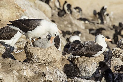Black-browed albatross preening its newborn (New Island, Falkland Islands).