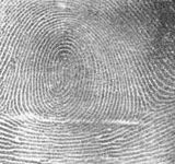 Fingerprint Whorl