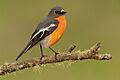 Flame Robin male 1 - Jenolan Caves