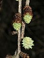 Flowers of Japanese larch emerging
